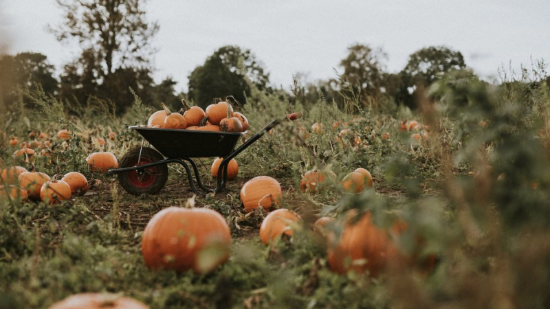 Правильно срезанные тыквы собирают в садовую тачку
