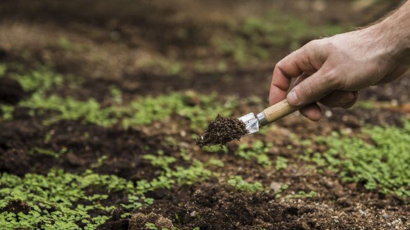 Мужчина оценивает влажность и структуру почвы в августе