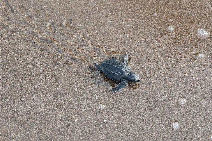Детеныши черепах годами исчезают в Индийском океане: теперь стало известно, куда они могут уплыть