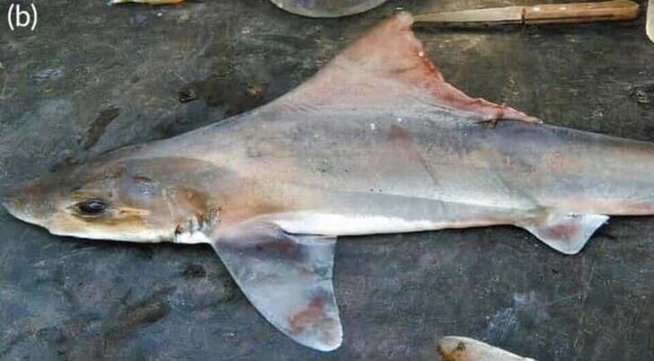 Ихтиологи переоткрыли редчайшую акулу — гоголию. Вид считался почти мифическим более 50 лет