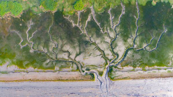 "Приливные деревья", появляющиеся после отлива в устье реки Цяньтан в городе Хайнин, провинция Чжэцзян, Китай.