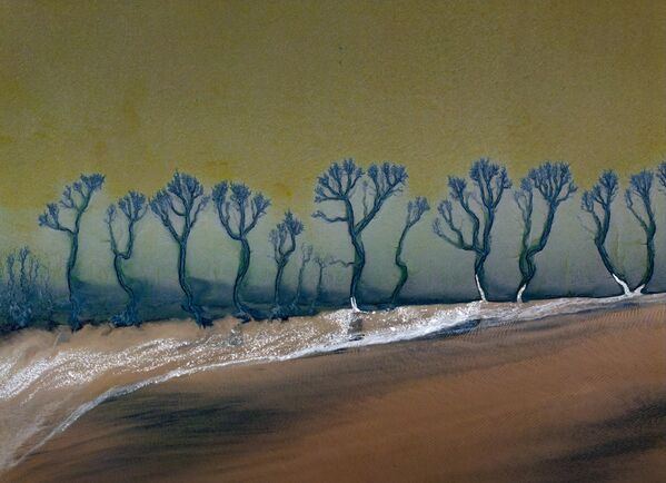 Вид с воздуха на узоры в форме деревьев, появляющиеся на русле реки Цяньтан в Цзясине, провинция Чжэцзян, Китай.