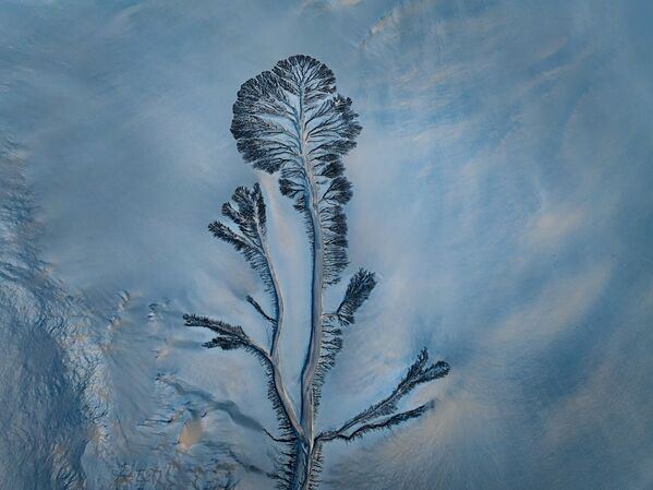 "Приливные деревья" на русле реки Цяньтан в Цзясине, провинция Чжэцзян, Китай.