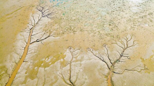 Вид с воздуха на узоры в форме деревьев, появляющиеся на русле реки Хуанхэ в Лояне, провинция Хэнань, Китай.