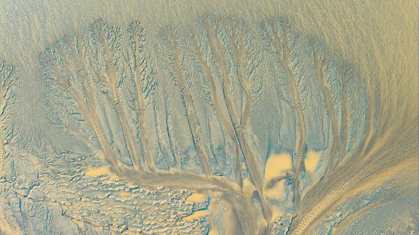 "Приливные деревья" в устье реки Цяньтан в городе Хайнин, провинция Чжэцзян, Китай.