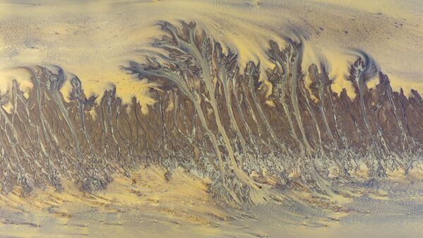 Природный ландшафт "приливных деревьев", появляющихся после отлива в устье реки Цяньтан в городе Хайнин, провинция Чжэцзян, Китай.