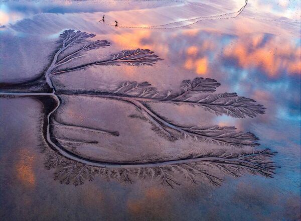 Вид с воздуха на "приливные деревья" на водно-болотных угодьях Желтого моря в заповеднике Дафэн-Милу в Яньчэне, провинция Цзянсу, Китай.