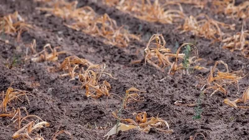 lut-v-rostovskoj-oblasti-zadumalis-o-prinuditelnom-vyzove-dozhdja-iz-za-zasuhi-a22cb9c.webp