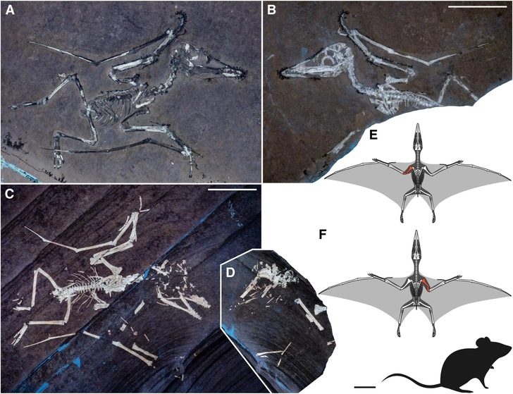 На юге Германии нашли два скелета крошек-птерозавров с одинаковыми переломами. Как погибли птенцы?