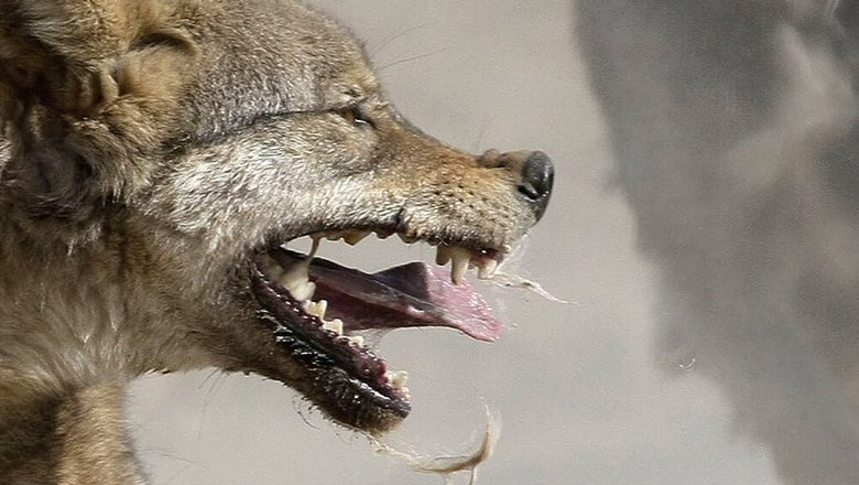 rossijan-predupredili-o-riske-zarazitsja-beshenstvom-ot-dikih-zhivotnyh-be8d4cb.jpg