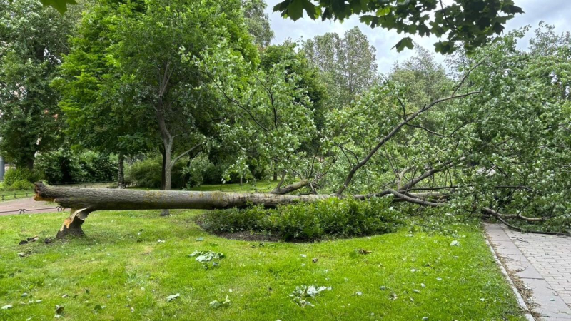 upavshie-derevja-i-zabory-v-peterburge-ocenili-posledstvija-razgula-ciklona-bernvard-1363641.jpg