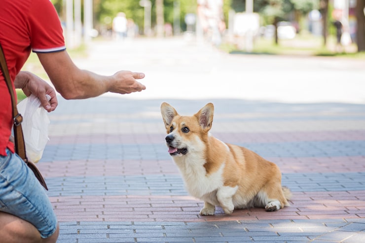 adult-man-is-training-her-welsh-corgi-pembroke-dog-city-park_179755-13962