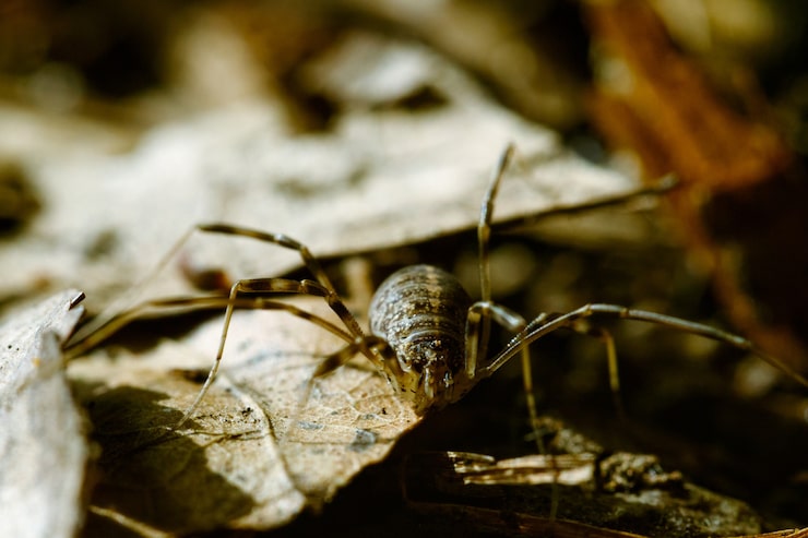 closeup-spider_181624-44819