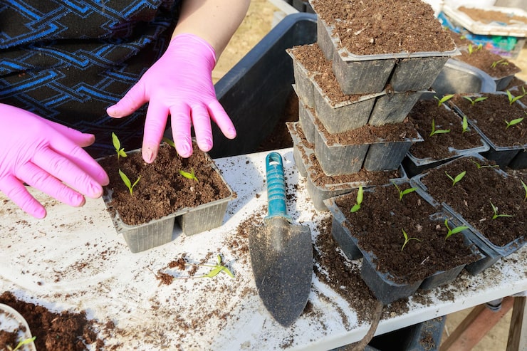 woman-transplants-pepper-seedlings-into-plastic-cups-with-garden-tools_347372-1598