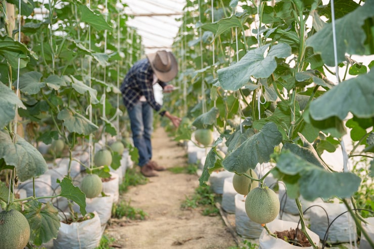 young-green-melon-cantaloupe-growing-greenhouse_1150-10091